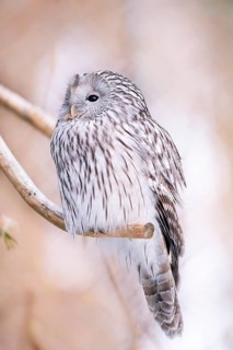 Close-up of a Ural Owl (Strix uralensis) in winter in the bavarian forest national park, Bavaria,