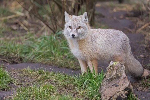 One corsac fox (Vulpes corsac) standing on a forest edge on green grass