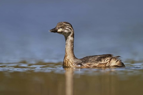 Australasian Grebe (Tachybaptus novaehollandiae) juvenile, New South Wales, Australia