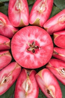 Red-fleshed apple (Malus domestica 'Weirouge'),  Germany