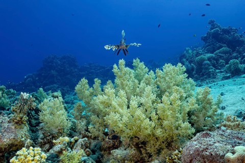 A Common Lionfish (Pterois miles) elegantly navigates above a vibrant coral reef teeming with