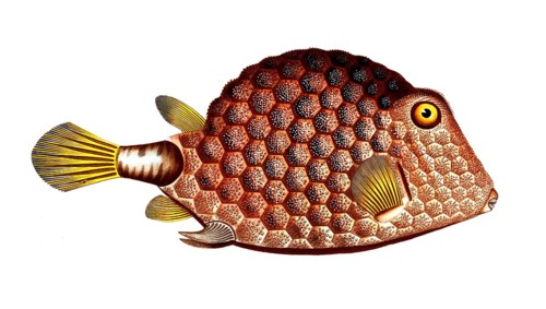 Fish, Fish, Genus marine ray-finned fish, Ostracion trigonus, Lactophrys trigonus, beaded triangle,
