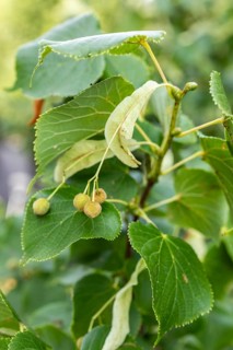 Fruits of the lime tree (Tilia) with winged bracts