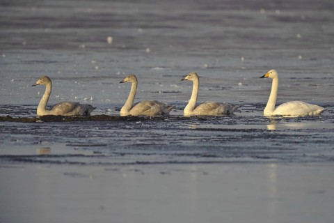 Whooper Swan (Cygnus cygnus), Lower Saxony, Germany