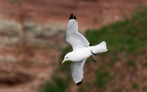 Dreizehenmöwe, lat. Rissa tridactyla, fliegt vor dem Lummenfelsen, Helgoland