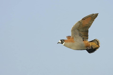 Flock Bronzewing (Phaps histrionica) male flying, New South Wales, Australia