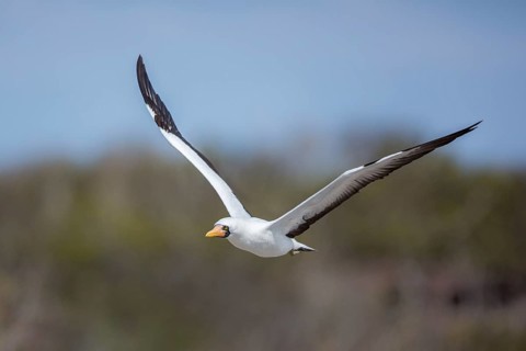 Nazca Booby (Sula granti) flying, Galapagos, Ecuador