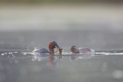 Little Grebe (Tachybaptus ruficollis) feeding juvenile, North Rhine-Westphalia, Germany