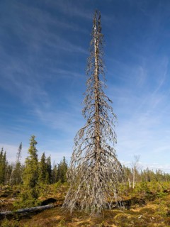 Norway Spruce (picea abies) dead tree among open forestry, May, Finnish Lapland