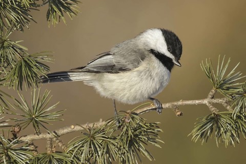 Carolina Chickadee (Poecile carolinensis), Maryland, USA