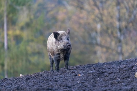 One wild boar or wild pig (Sus scrofa), walking over a muddy opening searching for food, with an
