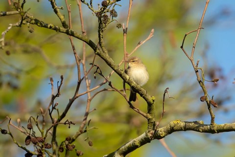 Common chiffchaff (Phylloscopus collybita) adult warbler bird in an Alder tree, Norfolk, England,