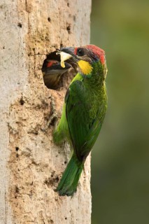 Golden-whiskered Barbet (Psilopogon chrysopogon) feeding young in nesting hole, Selangor, Malaysia