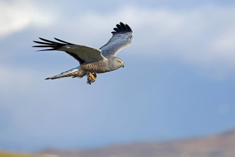 Grauweihe, lat. Circus cinereus, Männchen im Flug am Wolkenhimmel mit Beute