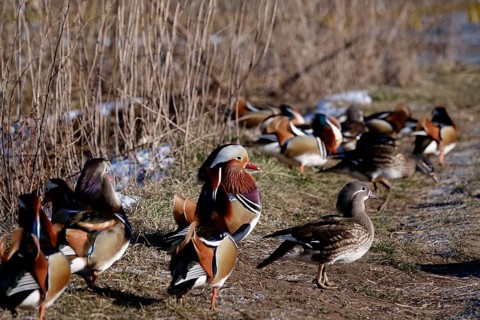 Mandarin ducks, winter, Saxony, Germany