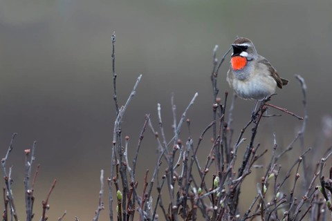 Siberian Rubythroat - Rubinkehlchen - Luscinia calliope, Russia (Ural), adult male