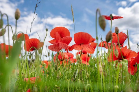 Flowering poppy (Papaver rhoeas) in a meadow, Bavaria, Germany