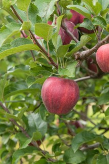 Apple (Malus domestica CAMEO), Cambridge Botanical Garden, Germany