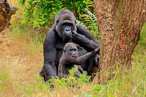 Western gorilla (Gorilla gorilla), adult, male, with young, sitting, on the ground