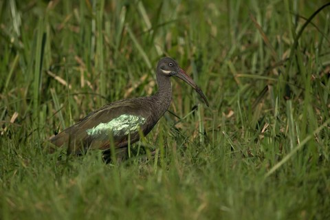 Hadada Ibis (Bostrychia hagedash nilotica) foraging, Kafa, Ethiopia