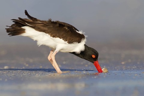 American Oystercatcher (Haematopus palliatus), Florida, USA
