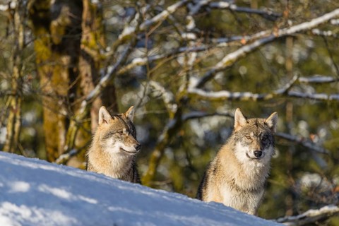 Two grey wolves (Canis lupus lupus) sit on a snow-covered hill on a sunny day, half of which