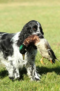 Hunting dog, English Springer Spaniel, female, black and white, retrieves mallard drakes (Anas