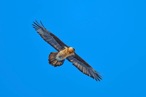 Bearded vulture (Gypaetus barbatus), a majestic bird glides with outstretched wings in the bright