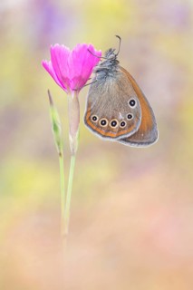 Das Spanische Rotbraune Wiesenvögelchen (Coenonympha glycerion iphioides) auf Kart (h)äusernelke