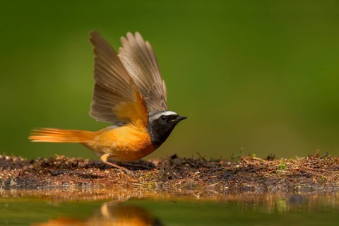 Common Redstart (Phoenicurus phoenicurus) male, Utrecht, Netherlands