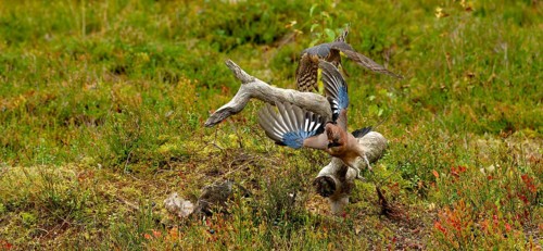 Sparrowhawk (Accipeter nisus) attacking a jay (Garrulus glandarius) in flight with raised head