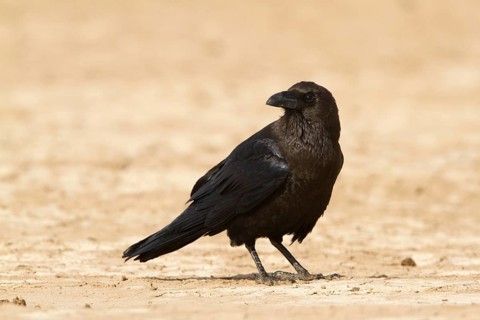 Brown-necked Raven (Corvus ruficollis), Morocco