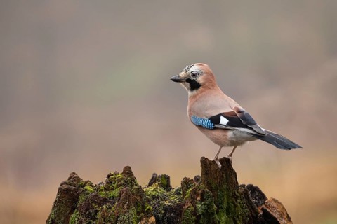 Eurasian Jay (Garrulus glandarius) perched on a stump, North Rhine-Westphalia, Germany