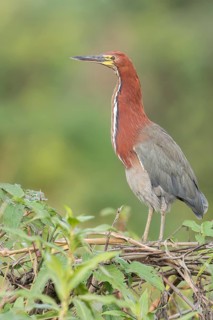 Rufescent Tiger Heron (Tigrisoma lineatum) perched on a branch in the Pantanal of Brazil