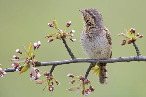 Eurasian Wryneck (Jynx torquilla) singing, Saxony-Anhalt, Germany