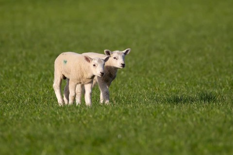 Domestic sheep (Ovis aries) two juvenile baby lambs farm animals in a grass field in springtime,