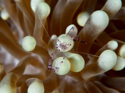 Transparent Saravati anemone partner shrimp (Ancylomenes sarasvati) surrounded by beige tentacles