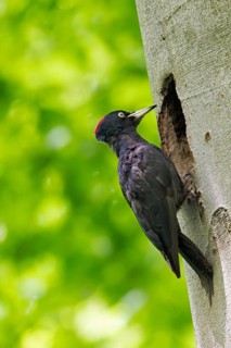 Black woodpecker, (Dryocopus martius), mTuiere, birds, woodpeckers, family of the true woodpeckers,