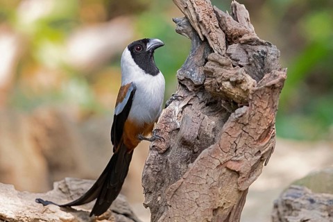 Collared Treepie (Dendrocitta frontalis), Yunnan, China