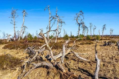 Noir Flohay ghost forest, remnants of a forest fire from 2011 in the High Fens, high moor, in the
