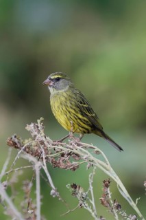 Black-chinned Seedeater (Crithagra scotops), Forest Seedeater, adult, male, foraging, on wait,
