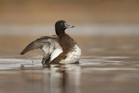 Tufted Duck (Aythya fuligula) female, Utrecht, Netherlands