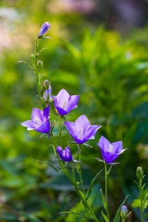 Blue bellflower (Campanula) blooms in the garden