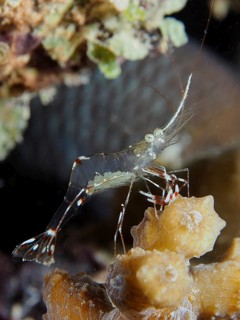 Cave cleaner shrimp (Urocaridella sp)