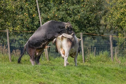 Tyrol Grey cattle standing on a pasture. Bull tries to copulate