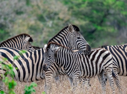 Plains zebras (Equus quagga), mother with young, in high grass, Kruger National Park, South Africa