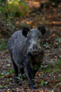 Contrary to the frequently expressed opinion that wild boar (Sus scrofa) have poor eyesight, my