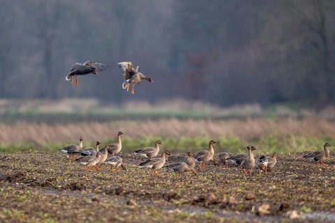 Bean geese (Anser fabalis), flying, Emsland, Lower Saxony, Germany