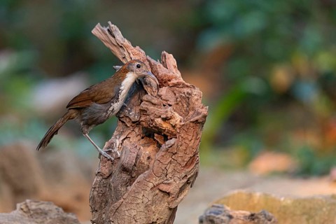 Large Scimitar Babbler (Pomatorhinus hypoleucos tickelli), Yunnan, China