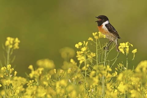 European Stonechat (Saxicola rubicola) male singing, Rhineland-Palatinate, Germany